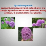 Može li se jesti ukrasni luk aflatun (aflatunense) - jestiv ili ne